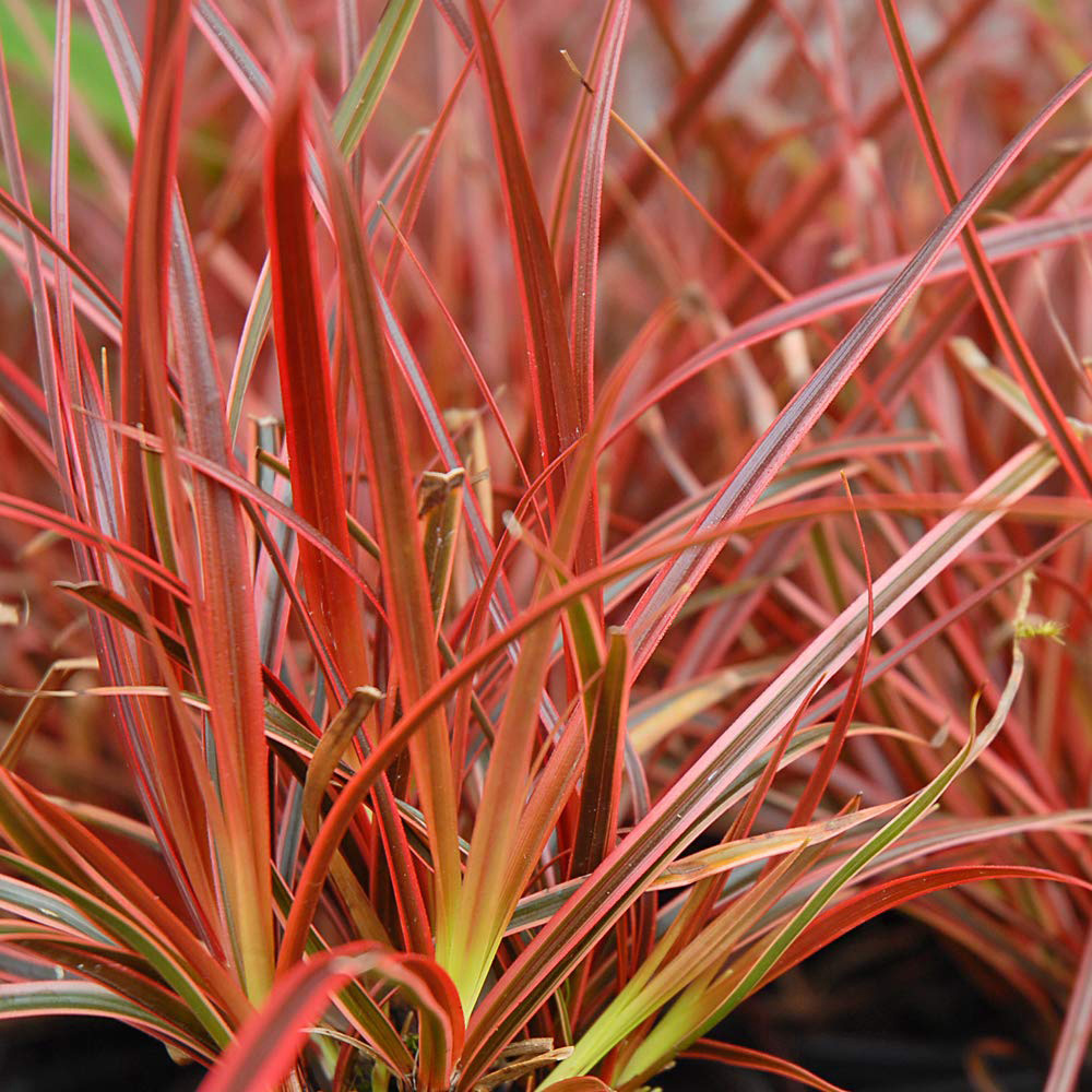 Thompson and Morgan Grass Uncini Everflame Potted Plant 9cm 3 Pack Image 1
