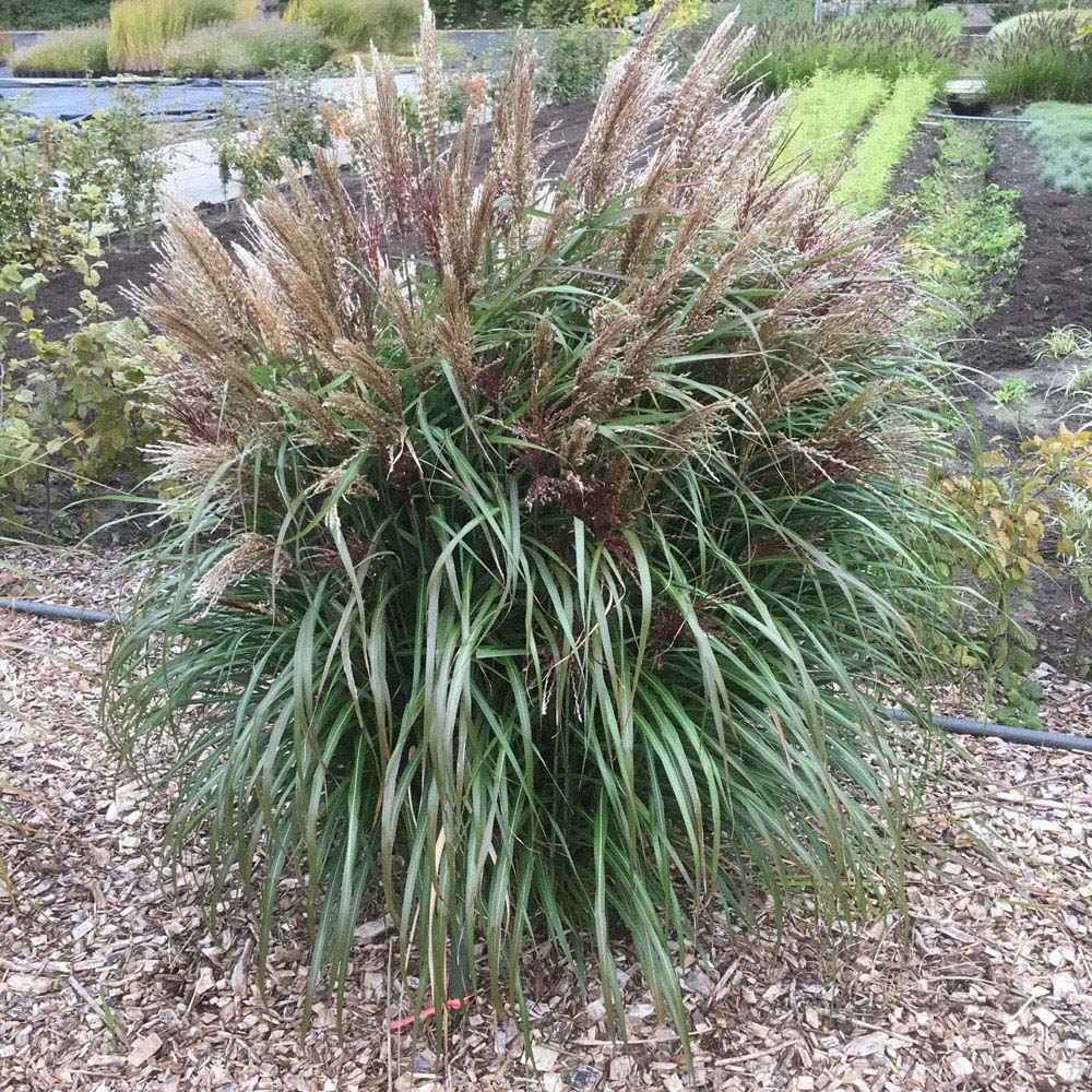 Thompson and Morgan Miscanthus Grass Volcano Plant Pot 12cm 2 Pack Image 2