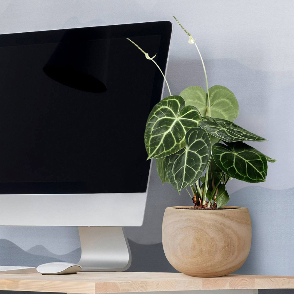 LECHUZA Hortico Eco Wooden Round Indoor Plant Pot 15 x 23cm 3 Pack Image 6