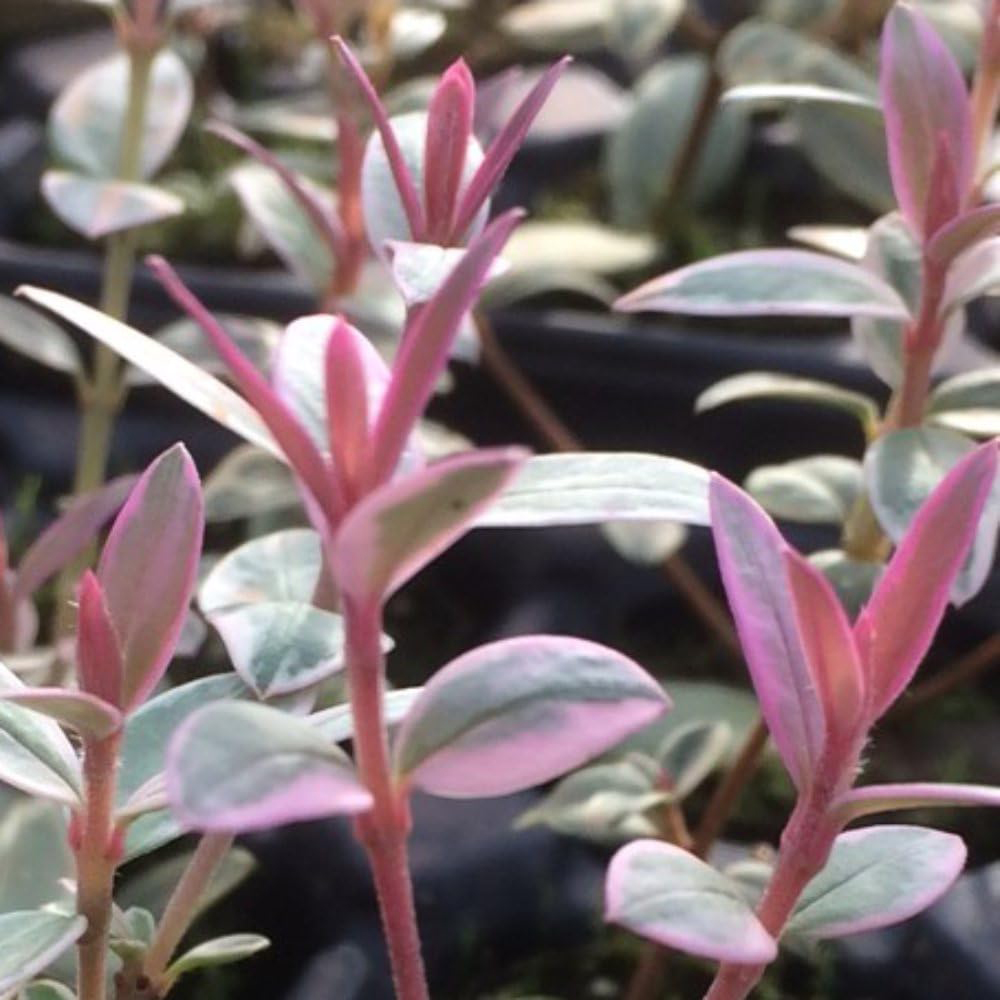 Thompson and Morgan Myrtus Guni Flambeau Chilean Guava Potted Plant 9cm Image 2