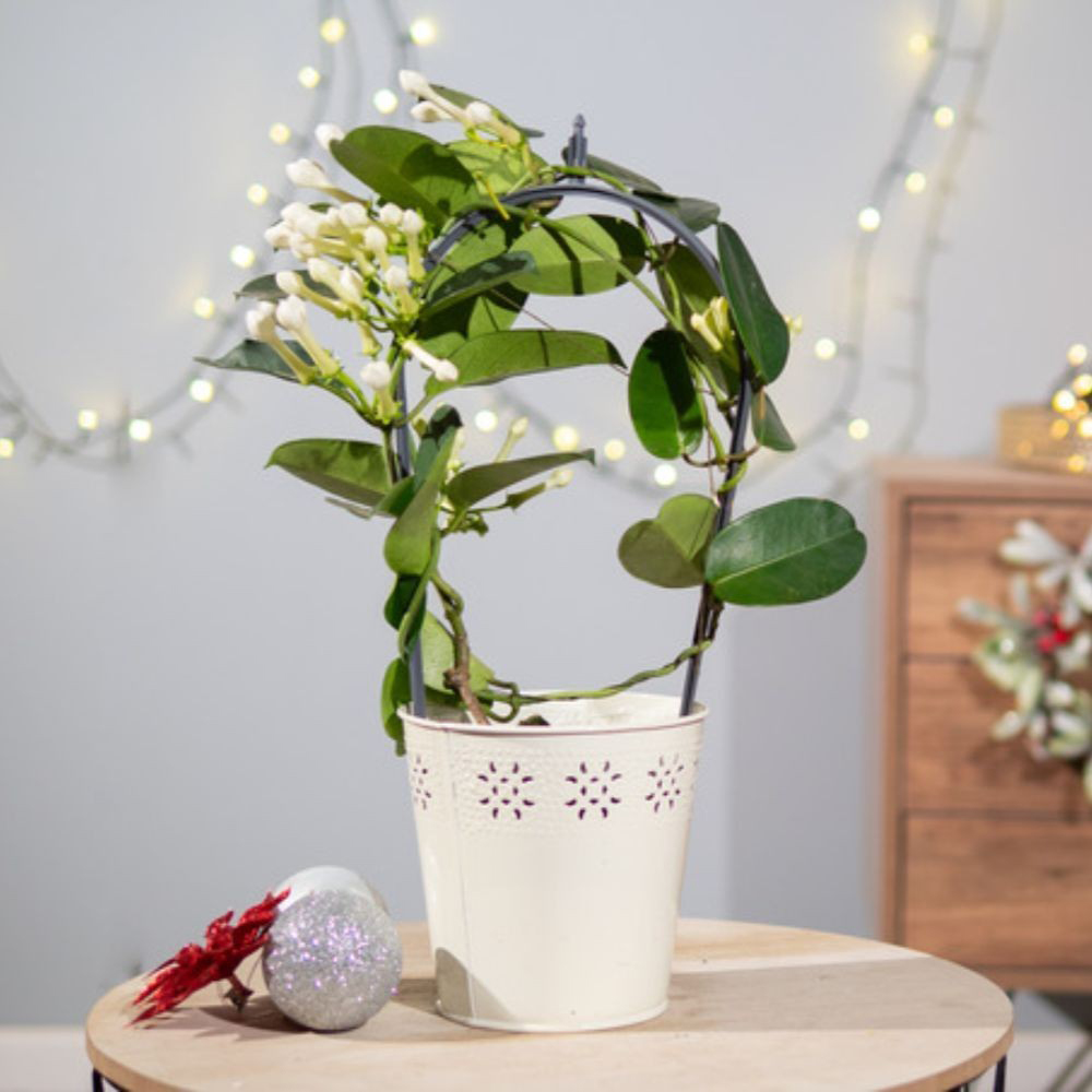 Thompson and Morgan Christmas Gift Stephanotis Floribunda Plant in Zinc Cachepot 12cm Image 6