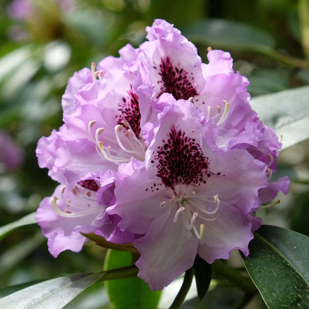 YouGarden Rhododendron Hybrid Collection Plant Pot 15cm Image 2