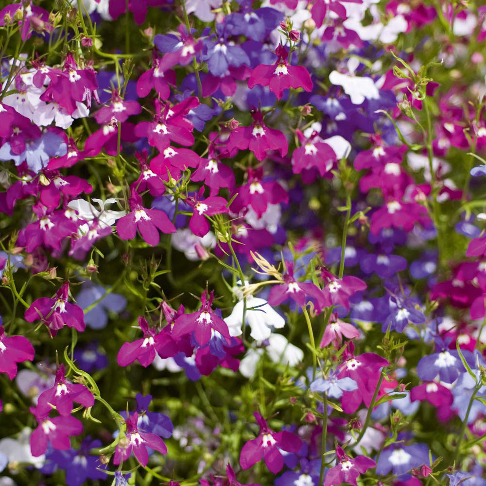 Thompson and Morgan Basket Collection Garden Ready Plants 120 Pack Image 2