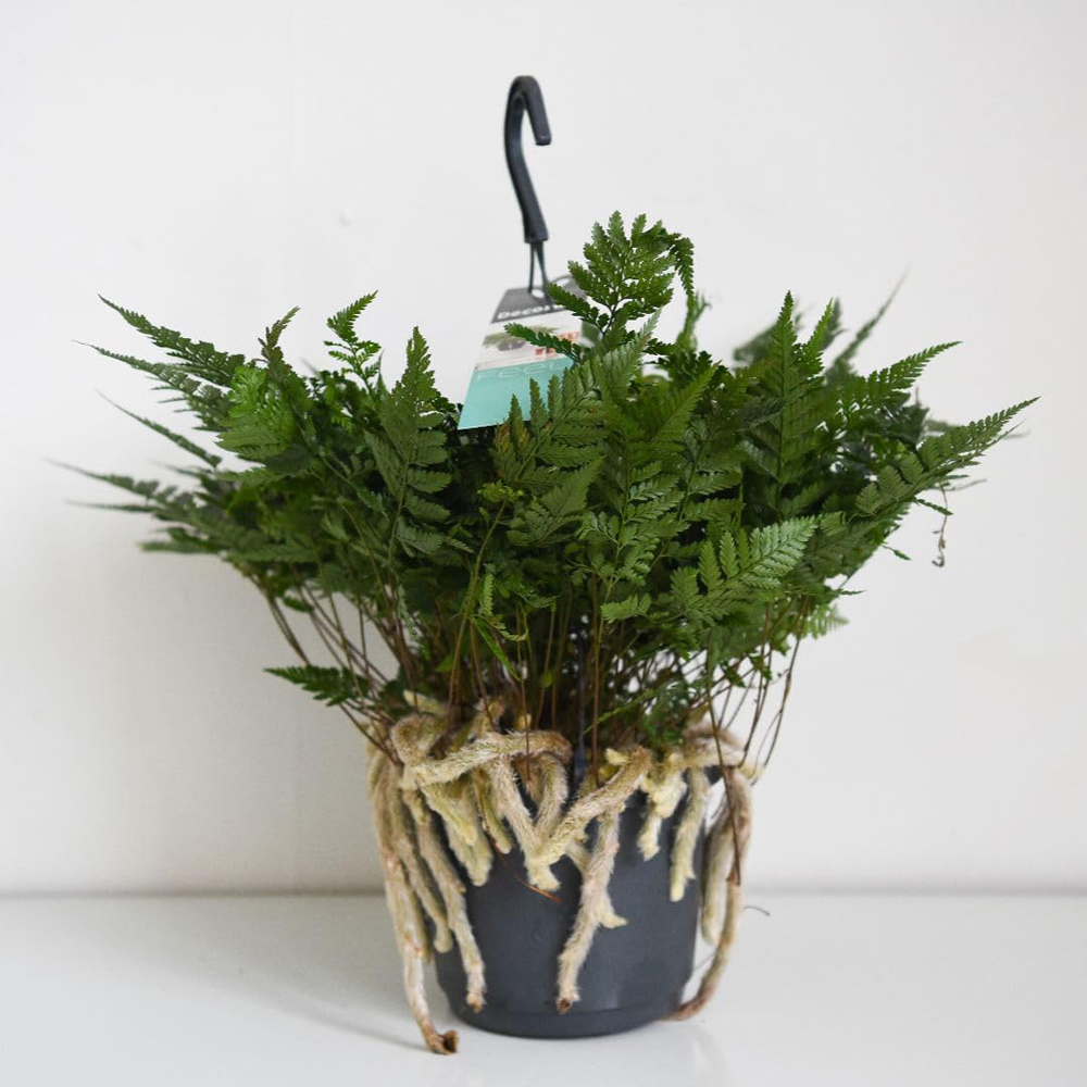 Thompson & Morgan Humata Griffithiana Var Tyermannii Plant Pot 13cm 2 Pack Image 2