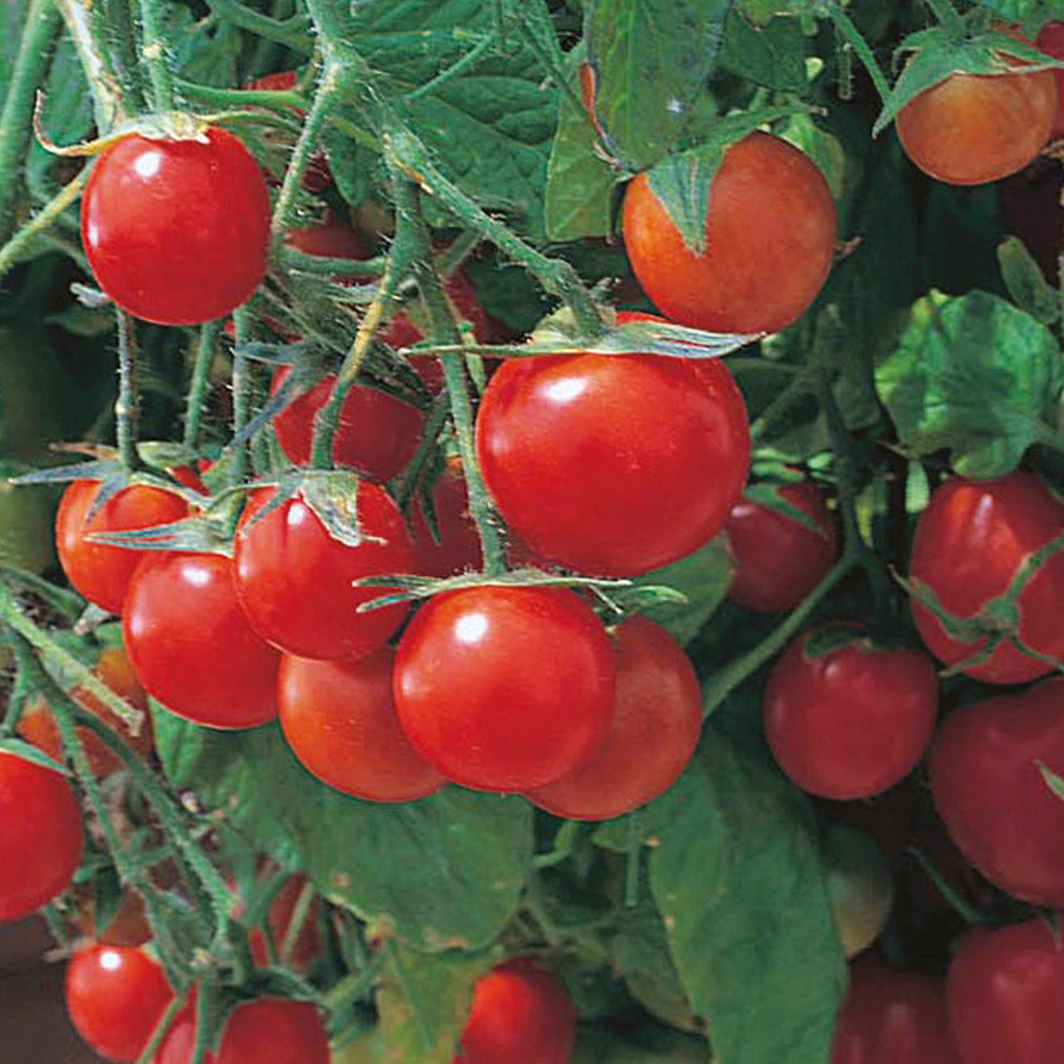 Johnsons Tumbling Tom Red Tomato Seeds Image 1