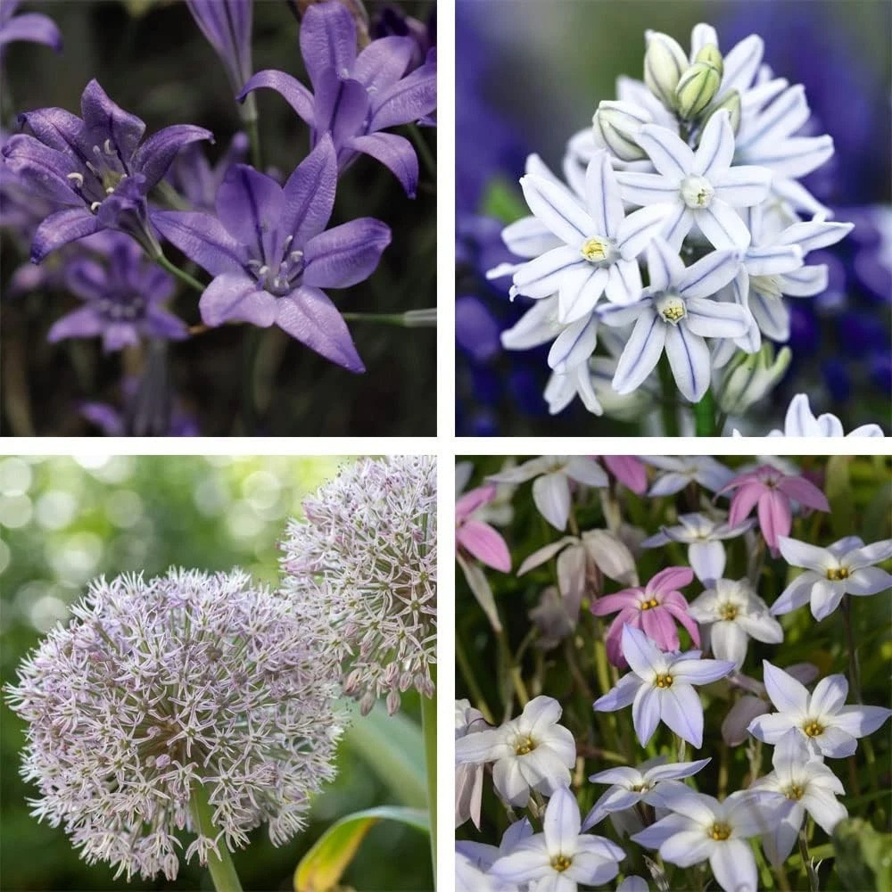 Thompson and Morgan Flowering Collection Spring Planting Bulb 100 Pack Image 1