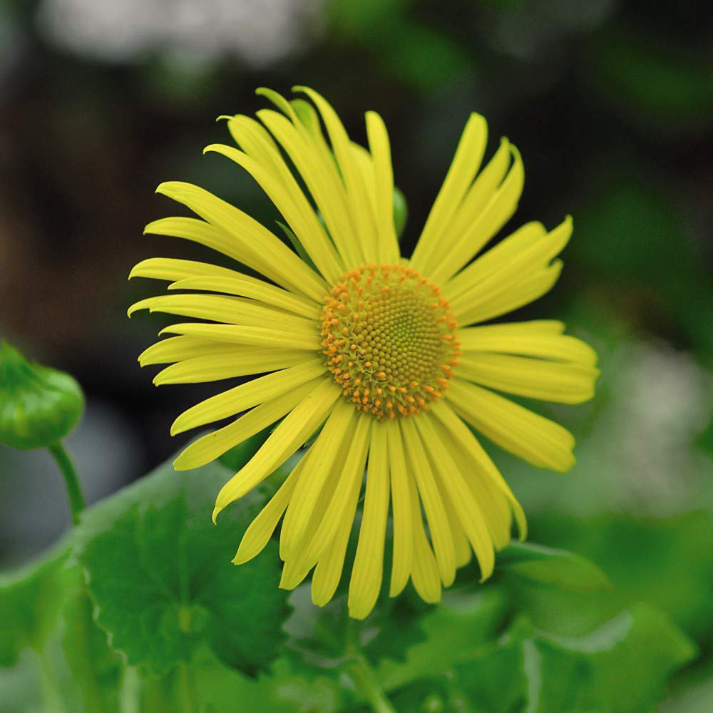 Thompson and Morgan Doronicum Little Leo Plant Plug 6 Pack Image 4