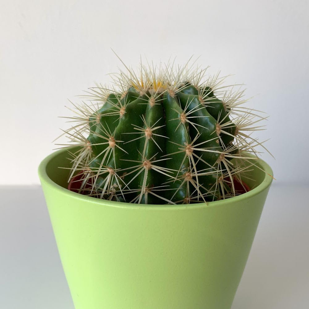 Thompson and Morgan Echinocactus Grusonii Plant Pot 10.5cm 2 Pack Image 3