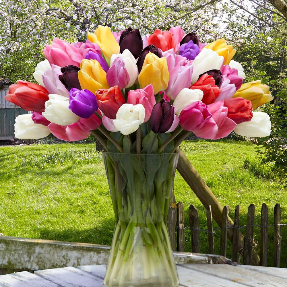 Thompson and Morgan Tulip Everlasting Mixed Planting Bulb 8 Pack Image 2