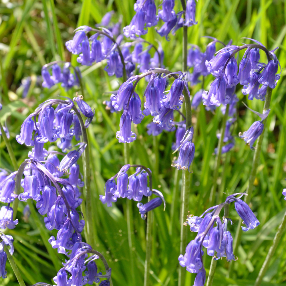YouGarden English Native Bluebells In the Green Autumn Planting Bulb 25 Pack Image 2