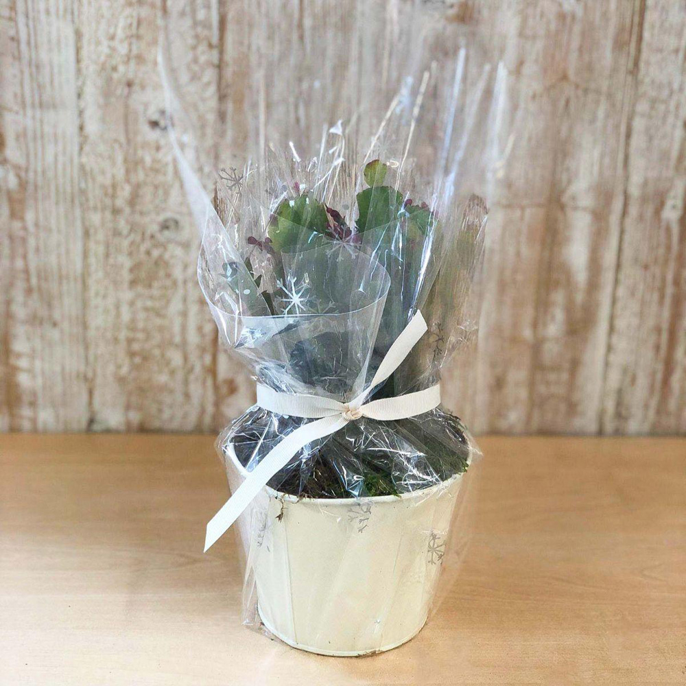 Thompson and Morgan Christmas Gift Cactus Multicoloured Plant Pot 13cm Image 4