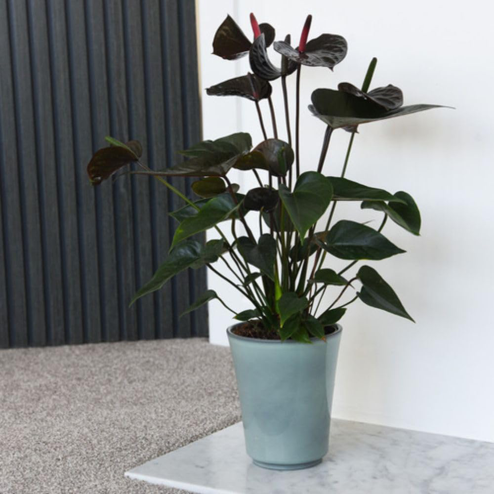 Thompson and Morgan Anthurium Black Love Plant in Pot 12cm Image 2