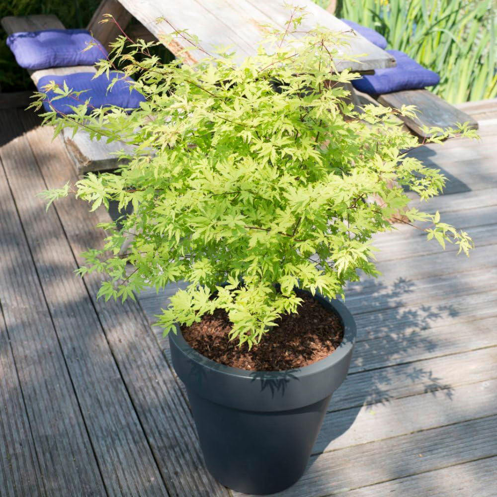 Thompson and Morgan Acer Palmatum Plant Anne Irene Plant Pot 3L Image 4