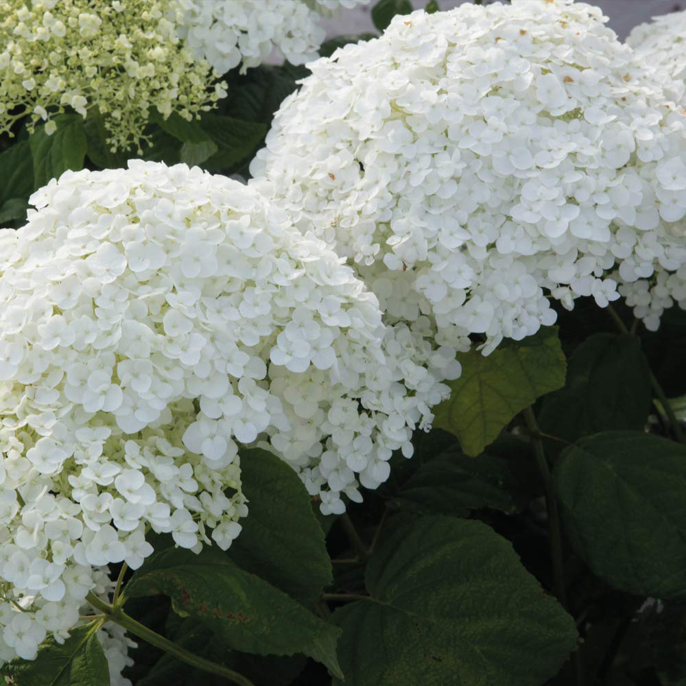 Thompson and Morgan Hydrangea Strong Annabelle Plant Pot 3L 2 Pack Image 2