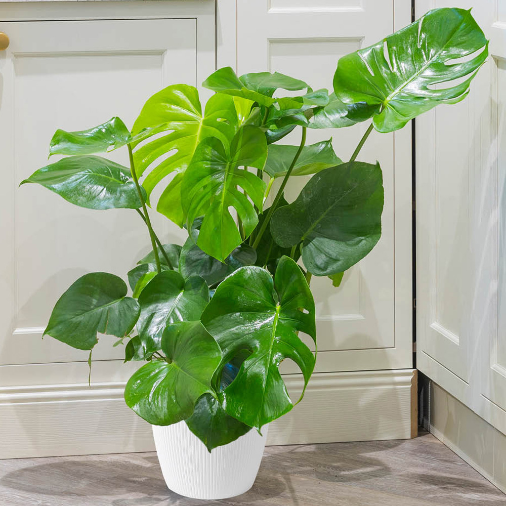 YouGarden Swiss Cheese Plant with White Recycled Pot Cover 14cm Image 1