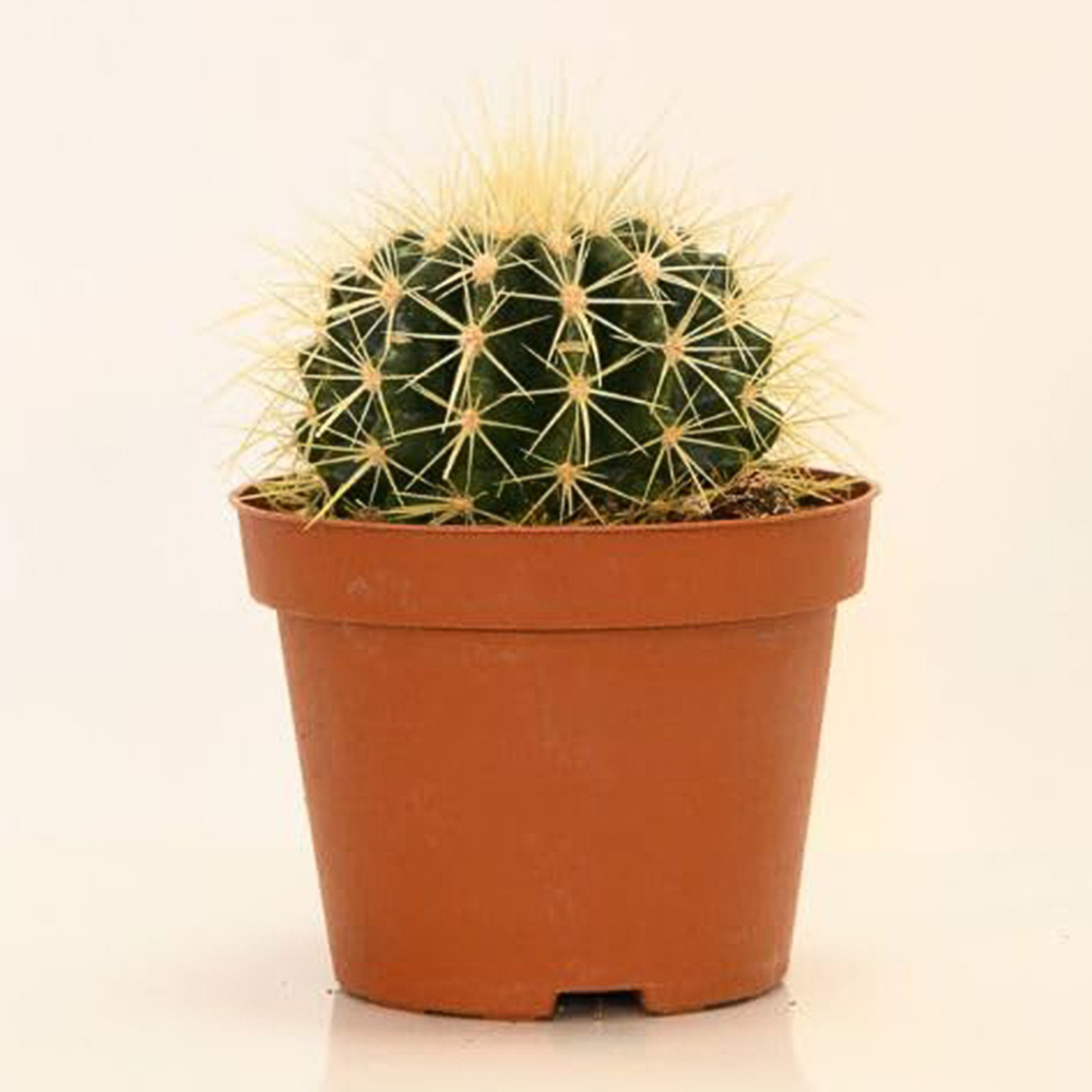Thompson and Morgan Echinocactus Grusonii Plant Pot 10.5cm 2 Pack Image 2