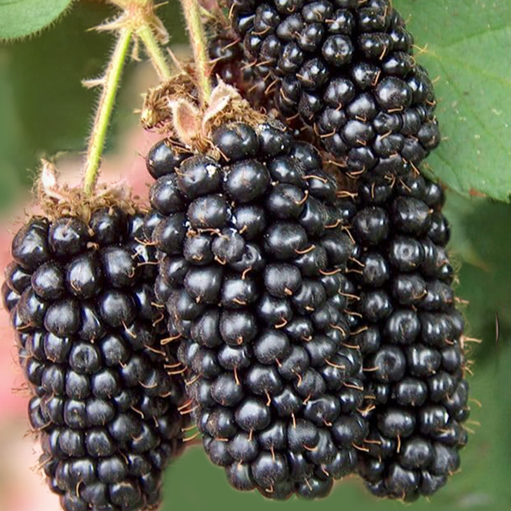 Thompson and Morgan Blackberry Rubus Karaka Black Plant Pot 9cm 2 Pack Image 1