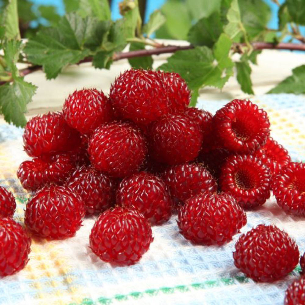 Thompson and Morgan Rubus Raspberry Tree Hararasp with 5L Pot Image 2