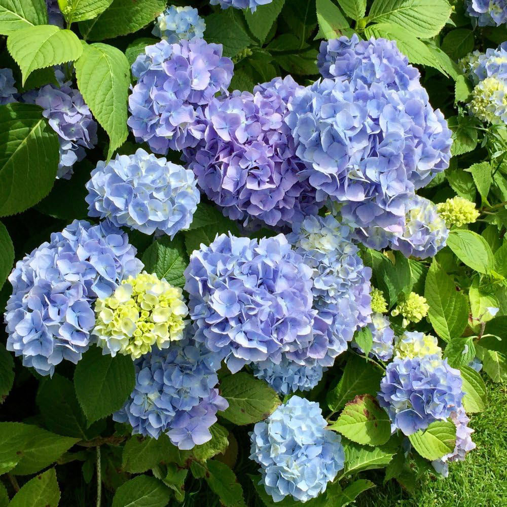 Thompson and Morgan Hydrangea Early Blue Plant Pot 10.5cm 2 Pack Image 1