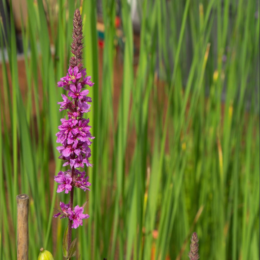 Thompson and Morgan Lythrum Salicaria Plant Pot 1L Image 1