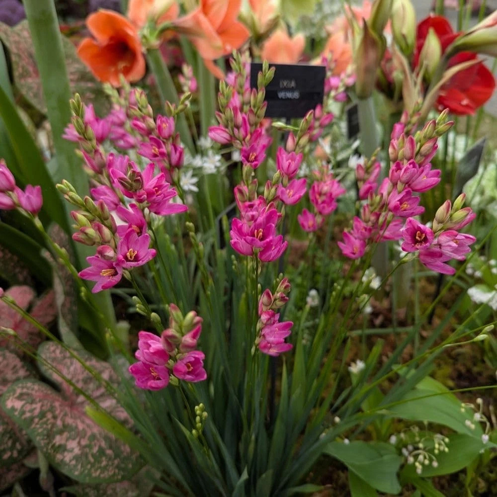 Thompson and Morgan Ixia Venus Autumn Planting Bulb 16 Pack Image 5