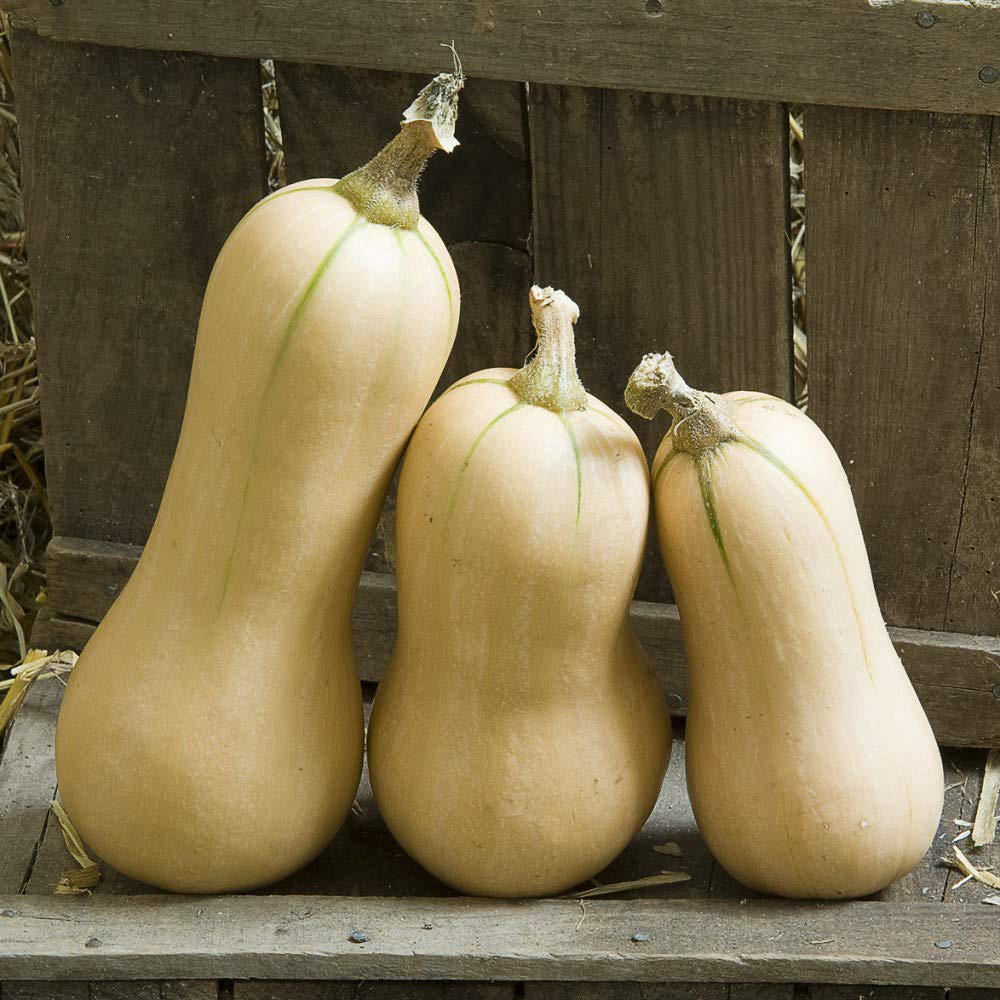 Thompson & Morgan Butternut Squash Hunter Seeds Image 1