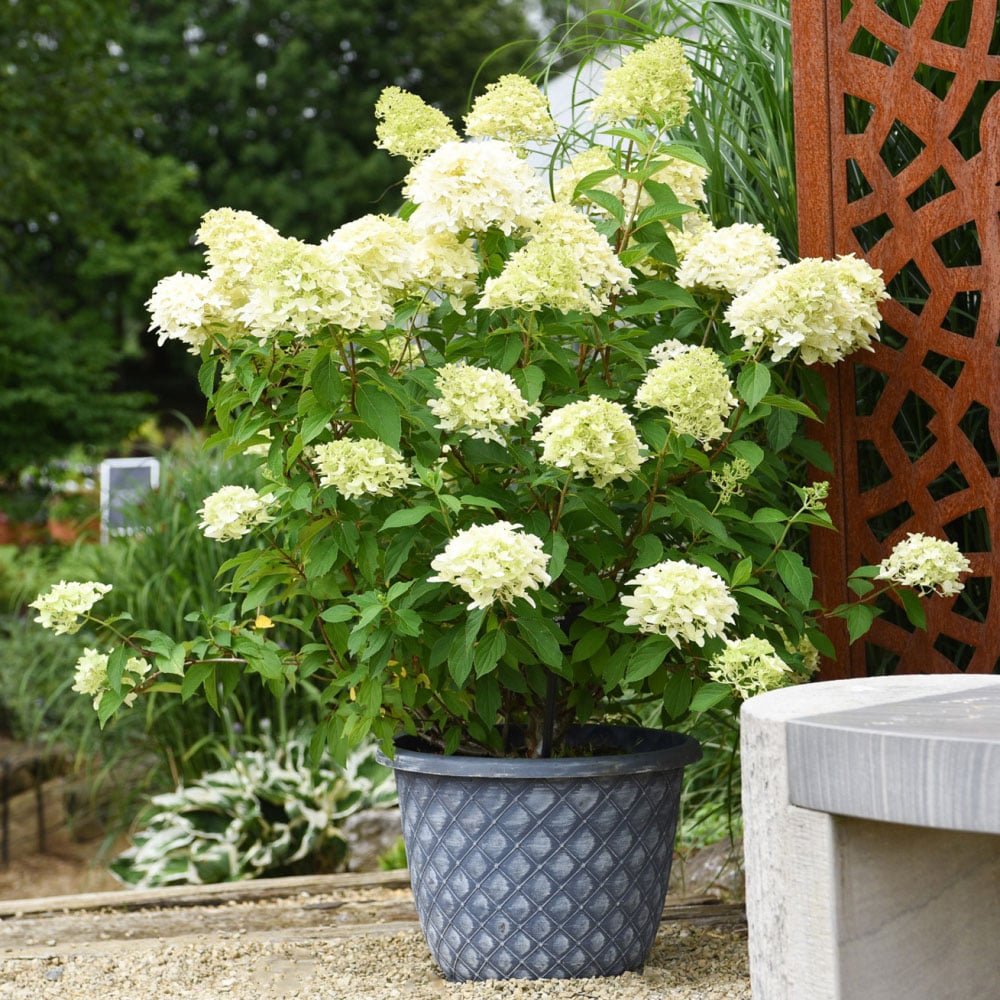 Thompson and Morgan Hydrangea Paniculata Skyfall Plant Pot 9cm 2 Pack Image 4
