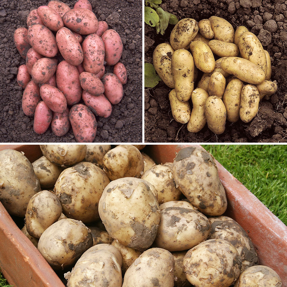 wilko Charlotte Pentland Javelin and Desiree Patio Potato Selection with Growing Bags Image 1