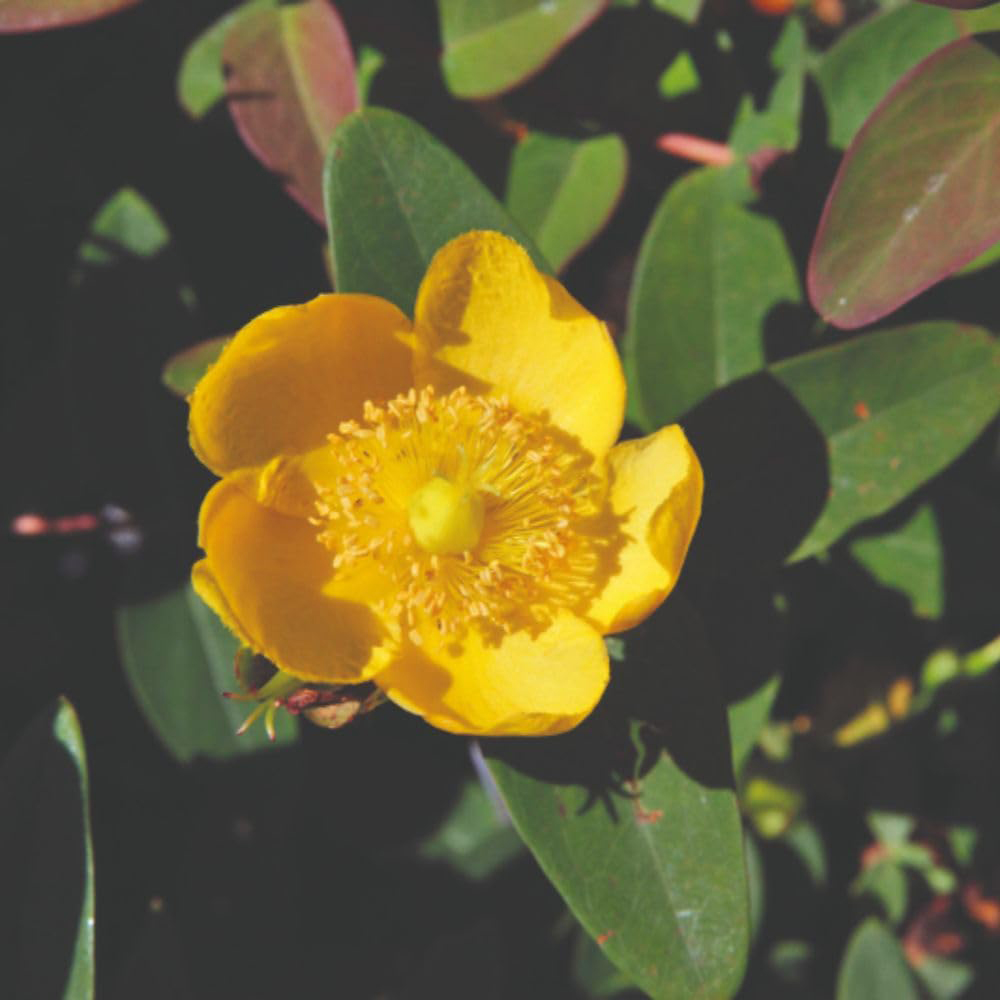 Thompson & Morgan Hypericum Dummeri Peter Dummer Plant Pot 1.5L 2 Pack Image 1