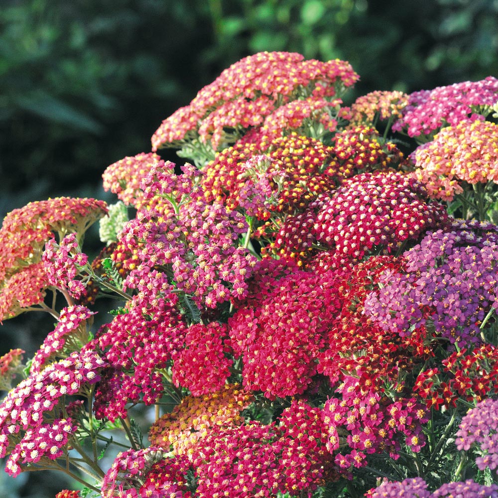 Thompson and Morgan Achillea Millefolium Summer Berries Garden Ready Plant 30 Pack Image 2