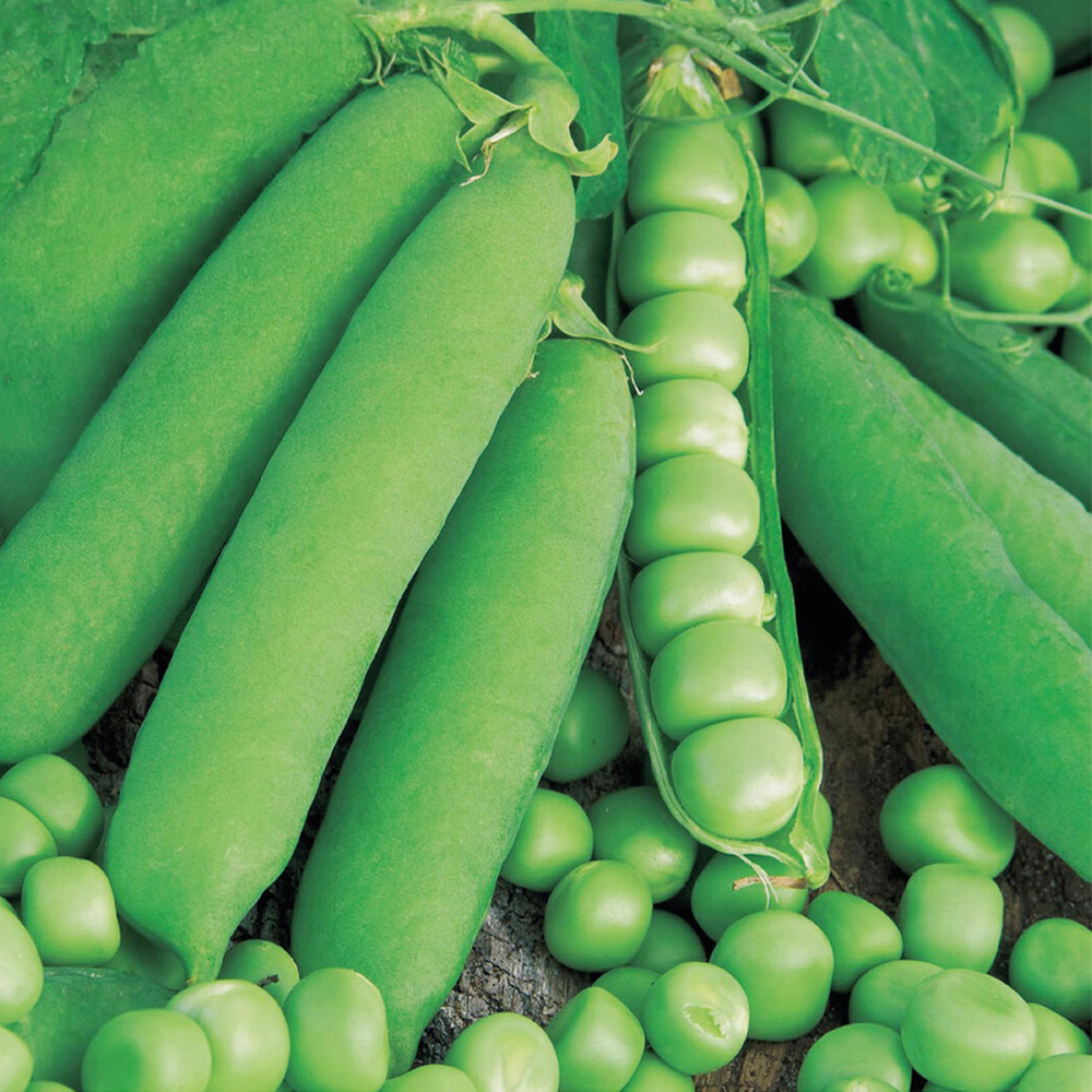 Pea Maincrop Onward Seeds Image 1