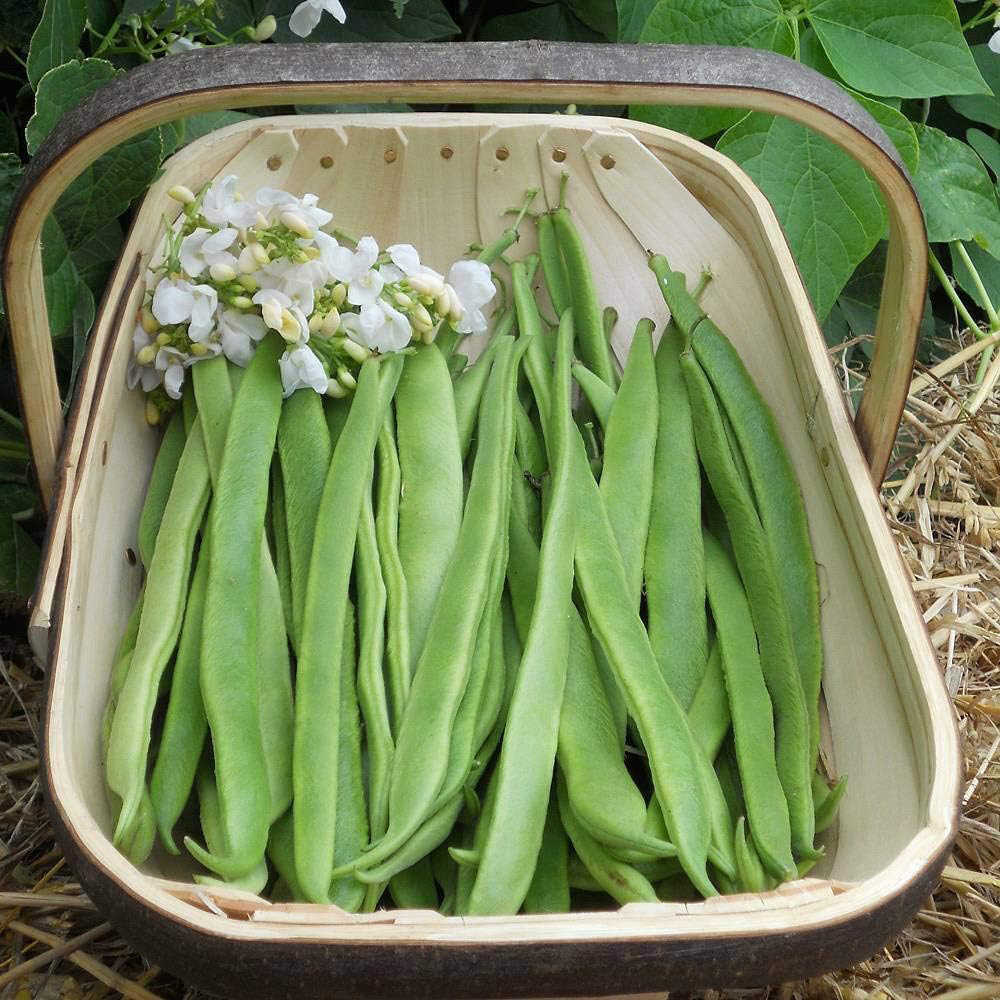 Thompson & Morgan Runner Bean Moonlight 40 Seeds Packet Image 3