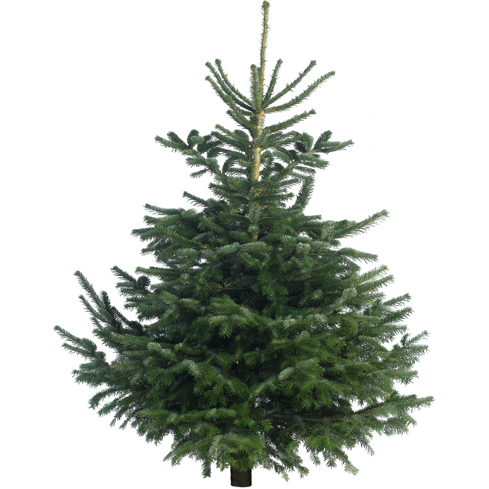Nordman Fir Real Cut Christmas Tree 5-6ft Image 1