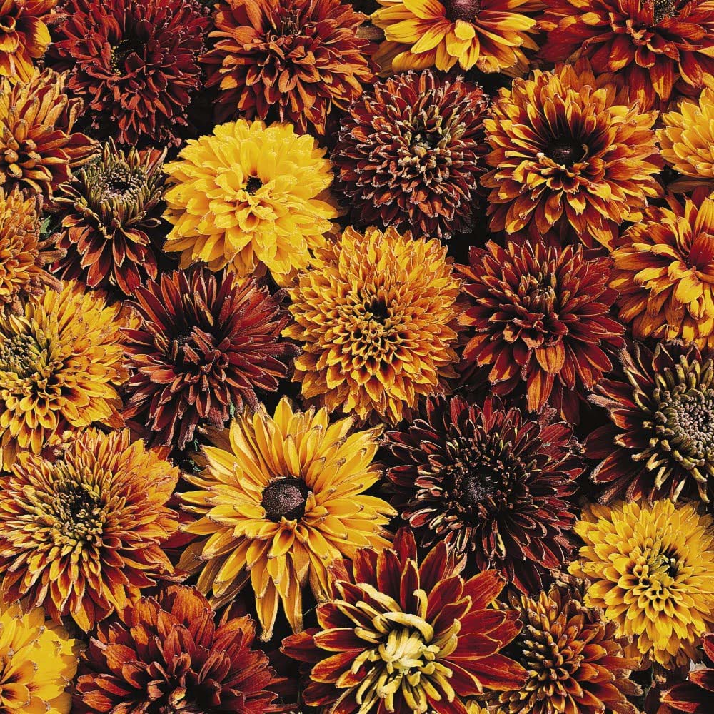 Thompson & Morgan Rudbeckia Cherokee Sunset Seed Packet Image