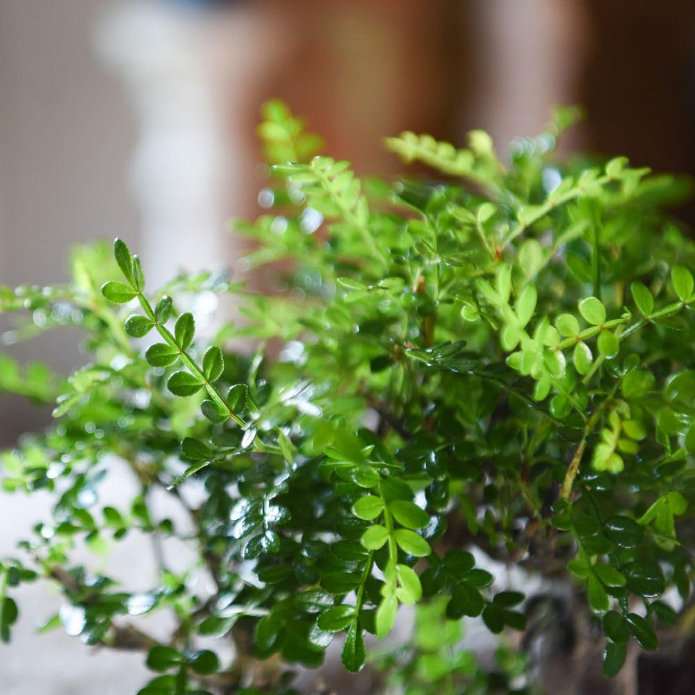 Thompson and Morgan Gift Bonsai Plant in Pot 16cm Image 2