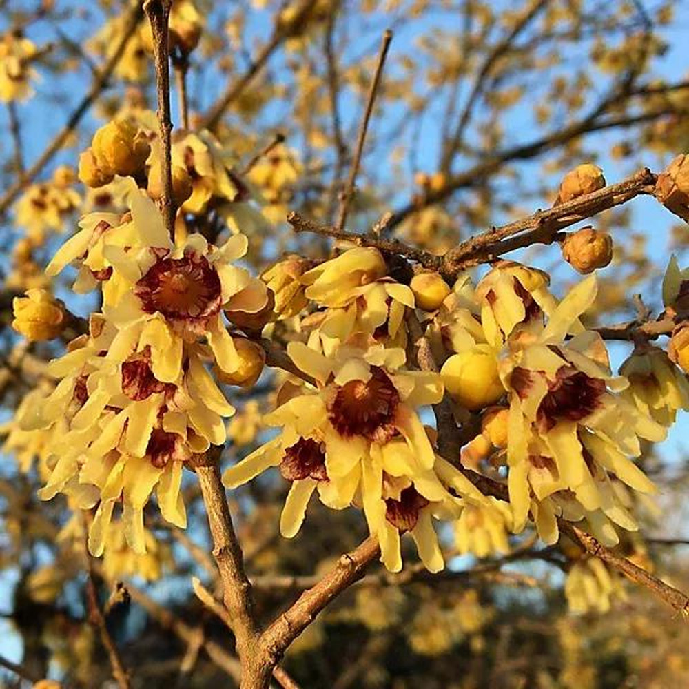Thompson & Morgan Chimonanthus Praecox Wintersweet Plant Pot 9cm Image 2