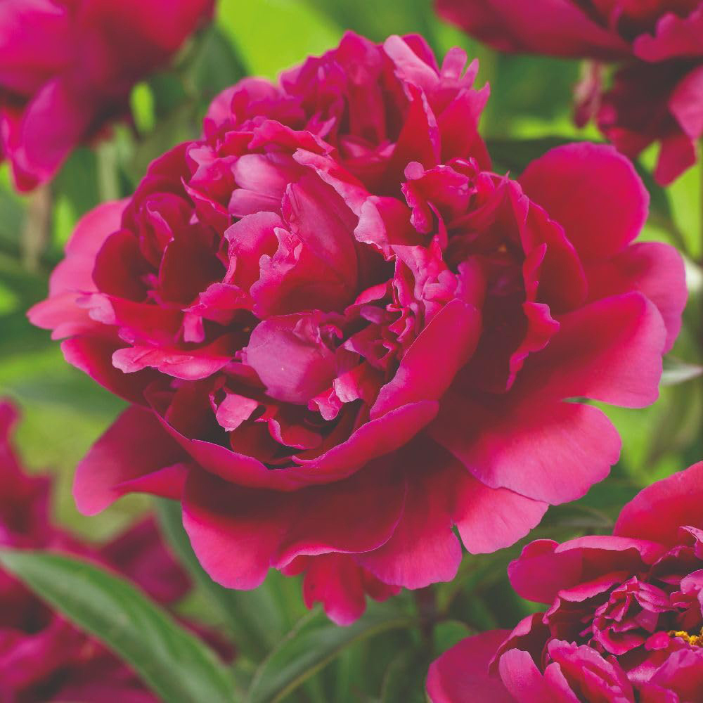 Thompson and Morgan Paeonia Peony Lactiflora Karl Rosenfield Plant in Pot 2L Image 2