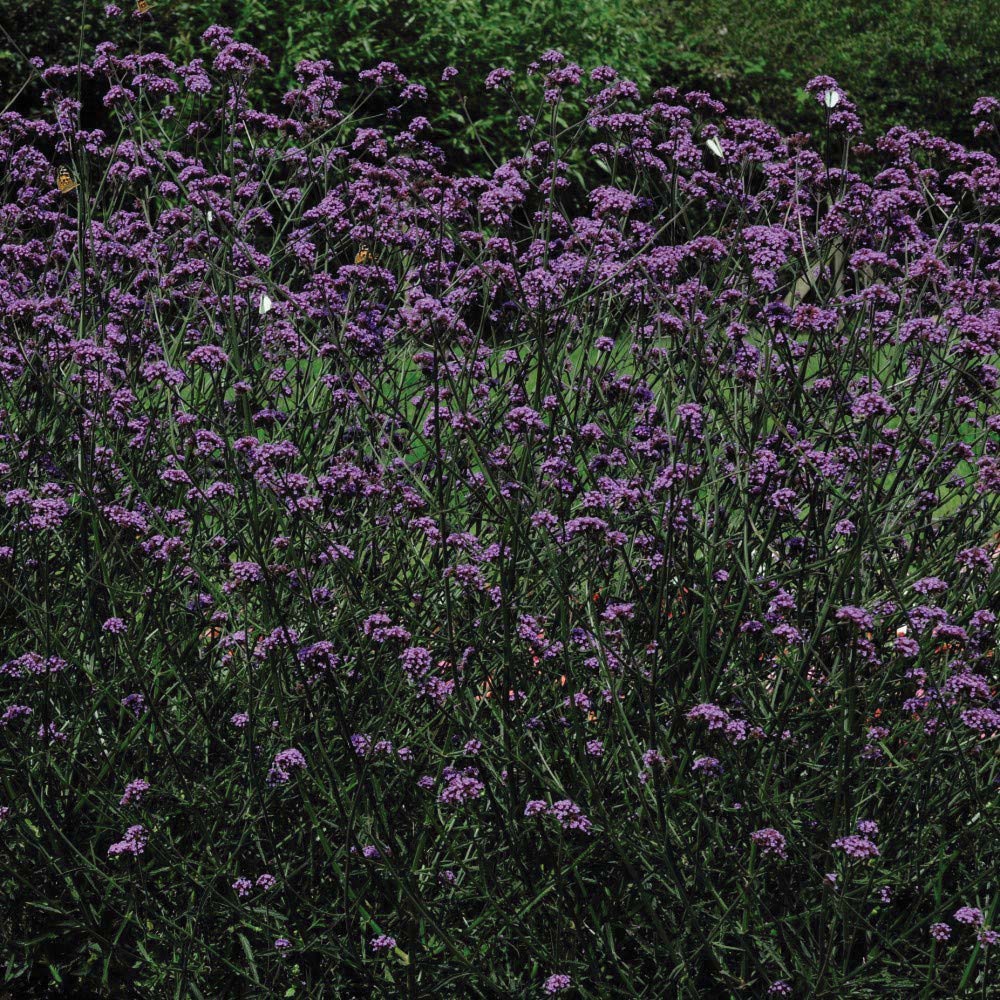 Thompson and Morgan Verbena Buenos Aires Plant Plugs 12 Pack Image 2