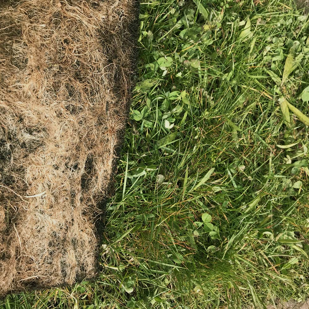 Harrowden Species Rich Lawn 10sqm Image 5