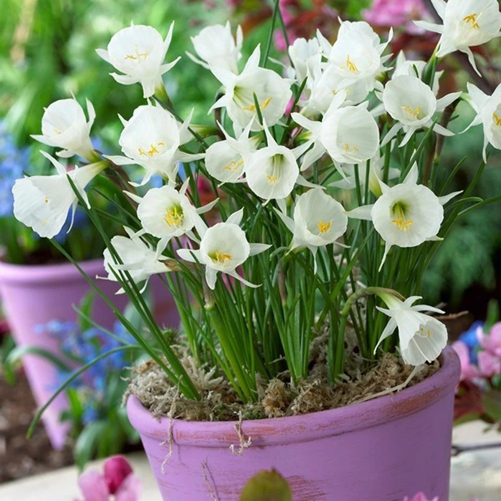 Thompson and Morgan Daffodil Cantabricus Planting Bulb 8 Pack Image 2