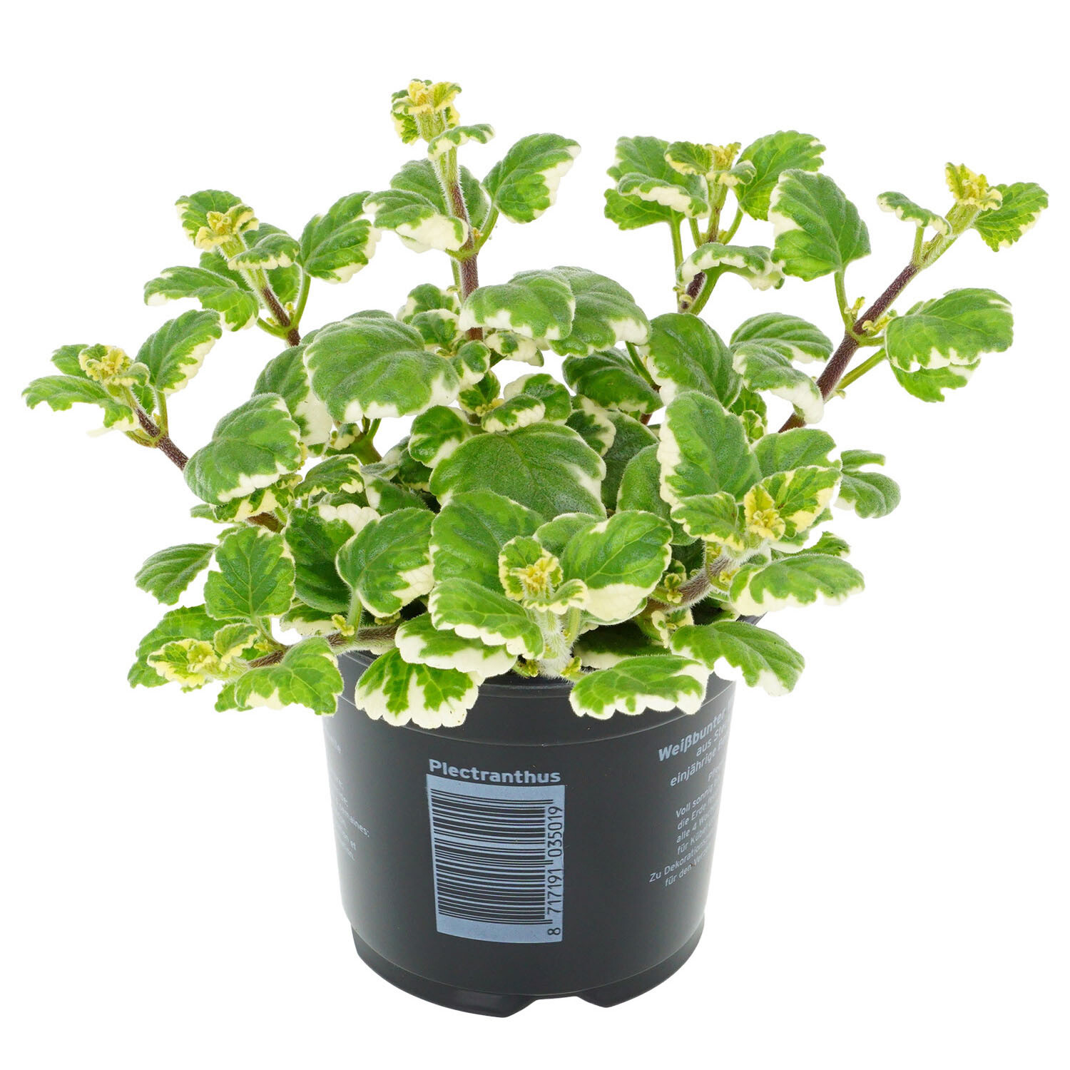 Plectranthus Bedding  - Grren Image 1