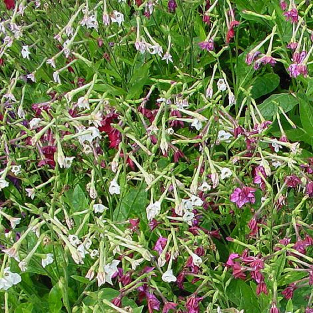 Thompson & Morgan Nicotiana x Sanderae Sensation Mixed Seeds Image 2