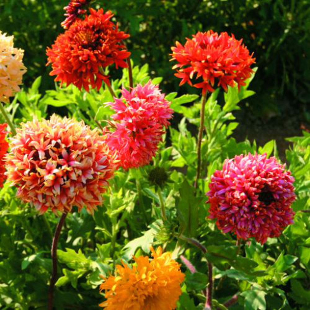 Thompson & Morgan Gaillardia Pulchella Razzledazzle Seeds Image 2