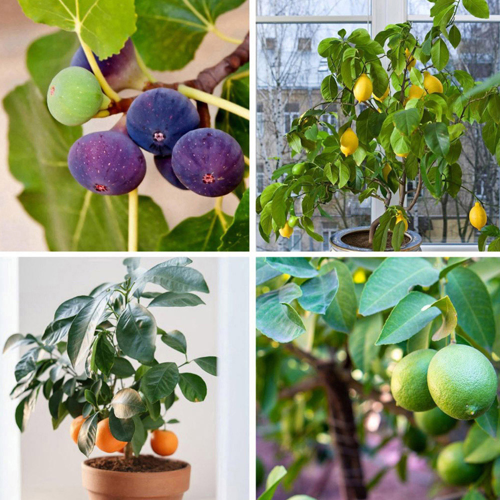 Thompson and Morgan Mediterranean Fruit Collection Plant Pot 4 Pack Image 1