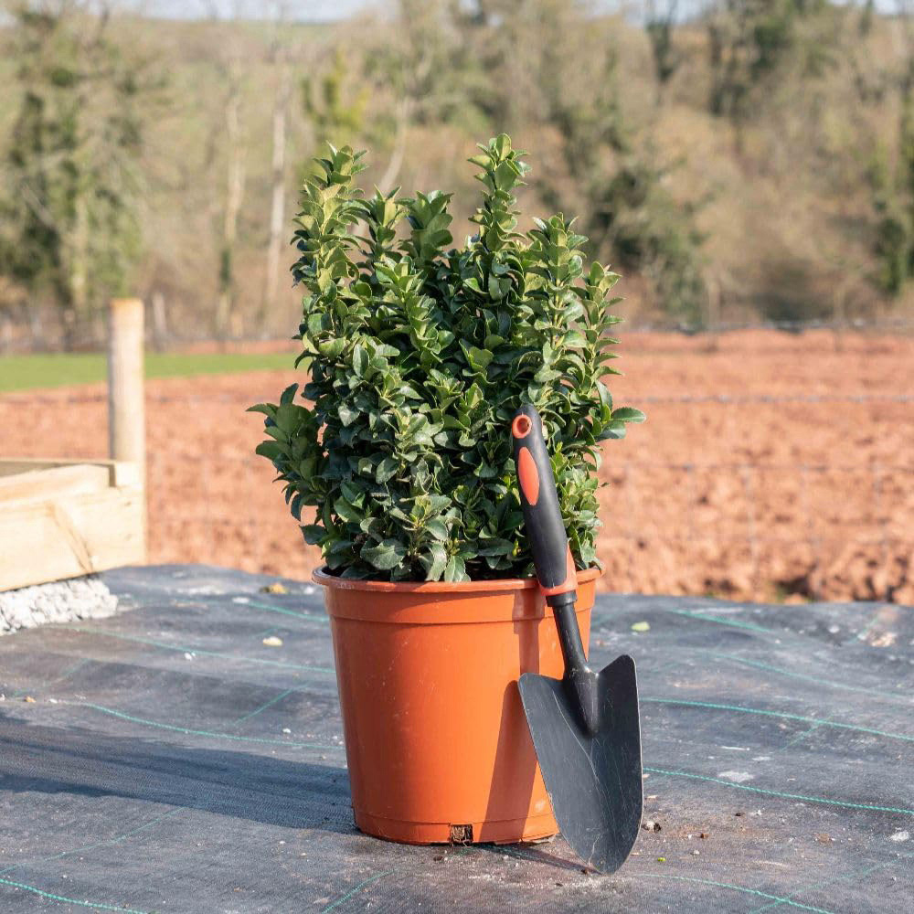 Thompson and Morgan Euonymus Japonicus Green Rocket Plant Pot 9cm Image 2