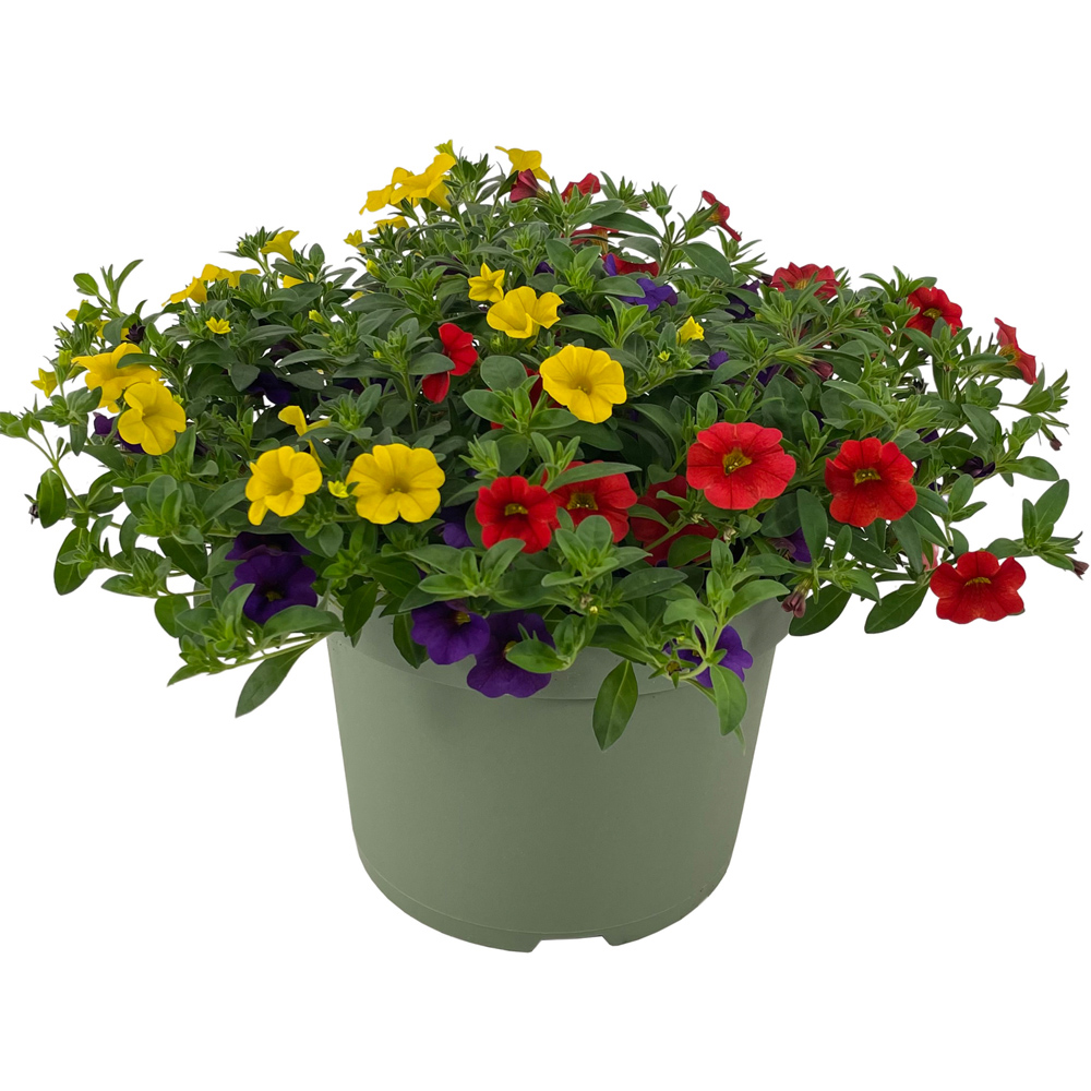 Bedding Trixi Plant Image 2