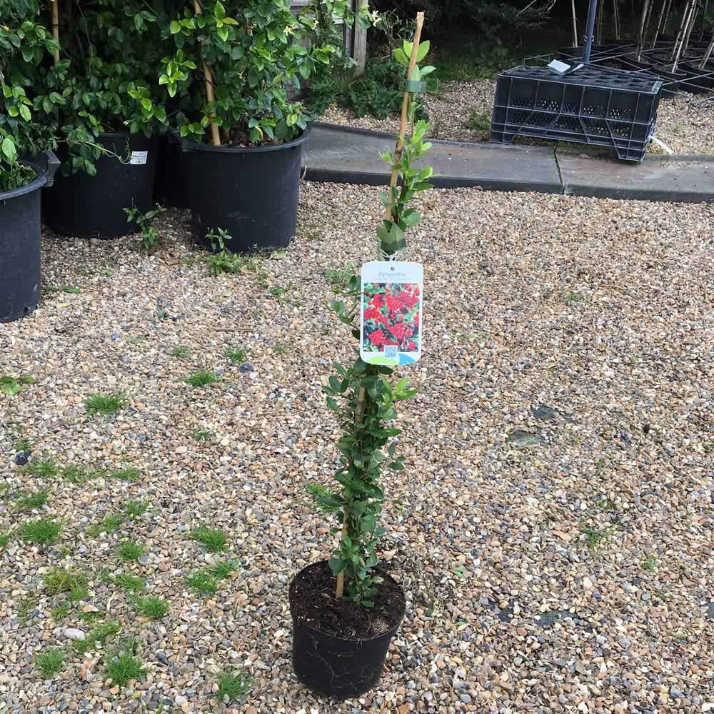 Thompson and Morgan Pyracantha Orange Glow Plant Pot 1.7L Image 4