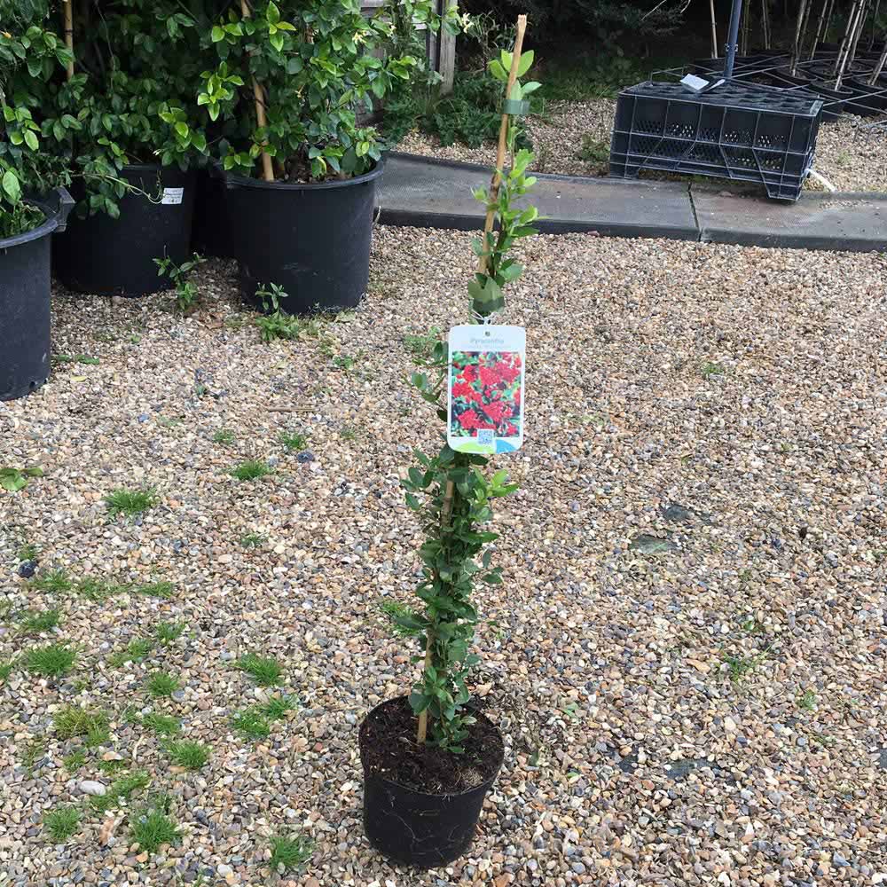Thompson and Morgan Pyracantha Red Column Plant Pot 3L Image 4