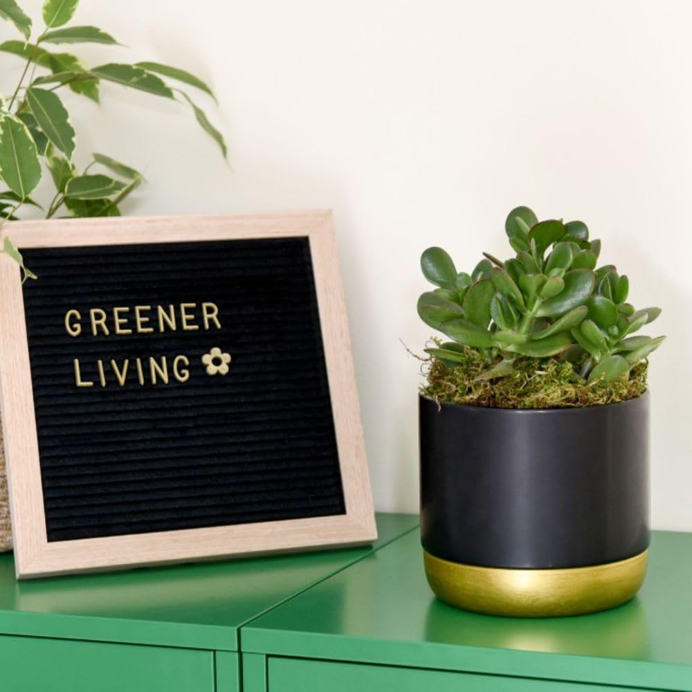 Thompson and Morgan Crassula Hulk Potted Plant 12cm 3 Pack Image 5