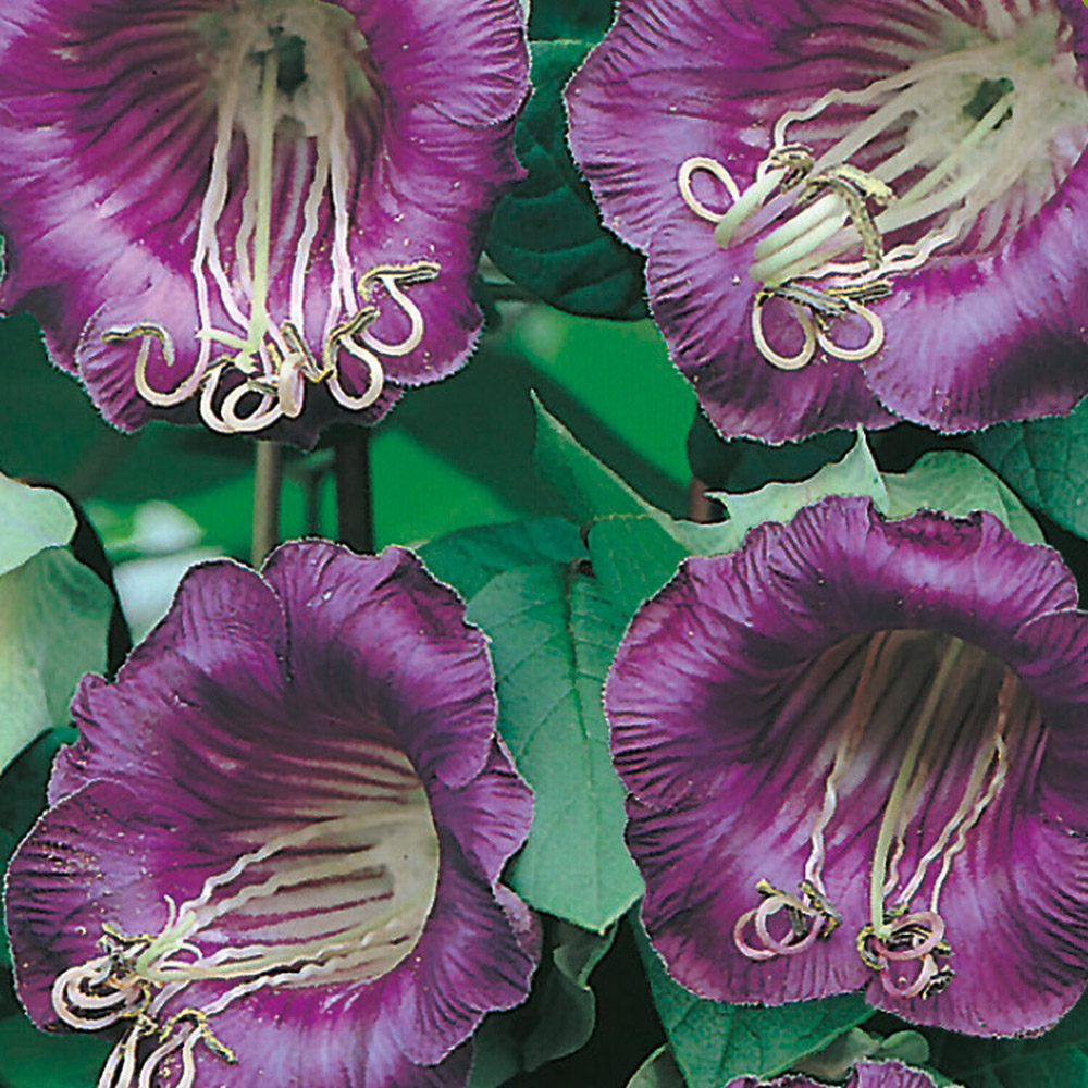 Pack of Cobaea Cathedral Bells Flower Seeds Image 2